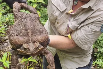 Земноводные Крыма: Зелёная жаба (Bufotes viridis, или Bufo viridis  Laurenti, 1768.) | Чердак А.Б. Репетитор по биологии и химии. | Дзен