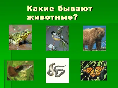 Какие бывают животные? Группы животных