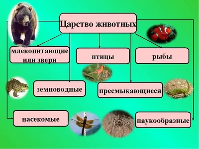 Презентация на тему: \"Разнообразие животных. черви моллюски иглокожие раки  паукообразные насекомые рыбы земноводные пресмыкающиеся птицы звери.\".  Скачать бесплатно и без регистрации.