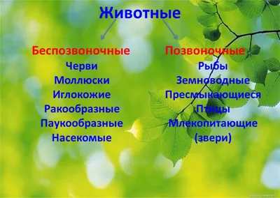 Животные Любовь Вайткене, Елена Папуниди, Анна Спектор, Мира Филиппова -  купить книгу Животные в Минске — Издательство АСТ на OZ.by