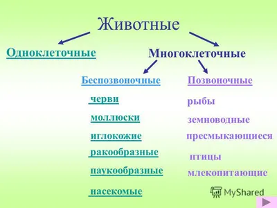 Книга Дикие Животные (Звери) и птицы Жарких и Холодных Стран. тематический  Словарь - купить книги по обучению и развитию детей в интернет-магазинах,  цены на Мегамаркет | 0108