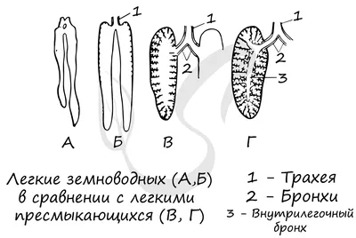 Открытки альфред брем жизнь животных (80 фото) » Красивые картинки и  открытки с поздравлениями, пожеланиями и статусами - Lubok.club