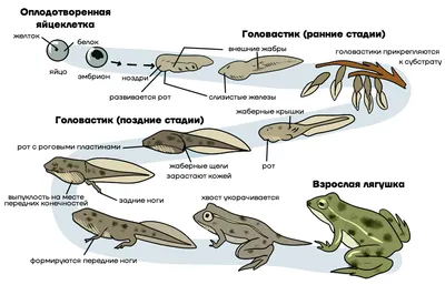 Презентация по окружающему миру для 2 класса на тему «Какие бывают животные»