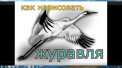 Журавли - долгожители»: интересные факты