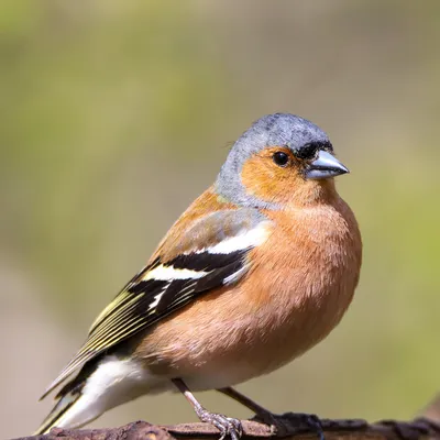 Common chaffinch song. AllVideo. - YouTube