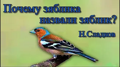 Пощебечем\" | Зяблики — непревзойденные певуны | Raadio 4 | ERR