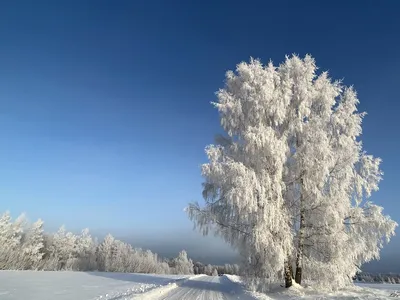 Обои лес, зима, снег, деревья, зимний пейзаж картинки на рабочий стол, фото  скачать бесплатно