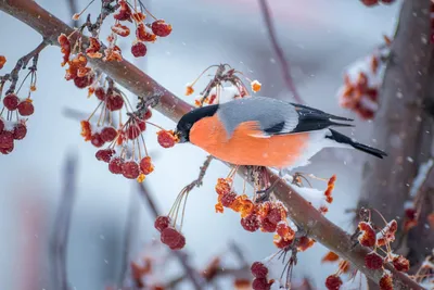 Во дворе Тоже Гуляю #природа #природароссии #ока #погода #зима #мороз #небо  #солнце #облака #красотавокруг #птицы #прогулка #фото… | Instagram