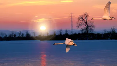 картинки : пейзаж, воды, природа, холодно, зима, небо, Восход, закат солнца,  Солнечный лучик, утро, озеро, рассвет, атмосфера, морские птицы, летать,  вечер, Спокойствие, Лебеди, Водяная птица, Явление, Зимний восход, Преттин,  Атмосфера земли, Обои