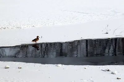 картинки : пейзаж, дерево, воды, пустыня, снег, зима, солнце, утро, озеро,  река, мох, Пруд, Дикая природа, Зеленый, Размышления, Осень, лягушка, время  года, водное пространство, Пришвартоваться, утка, Животные, Заболоченные  земли, Водоплавающих птиц ...