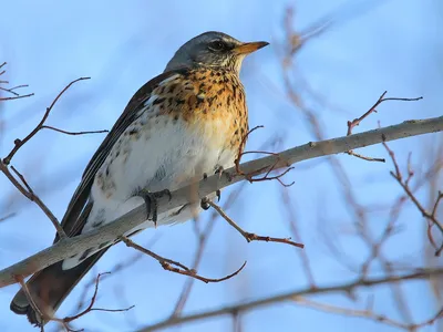 городские птицы | Wild Nature Photo