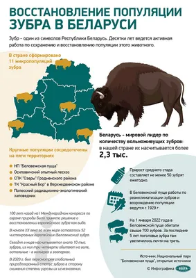 Раскраски Зубр для детей: распечатать бесплатно или скачать