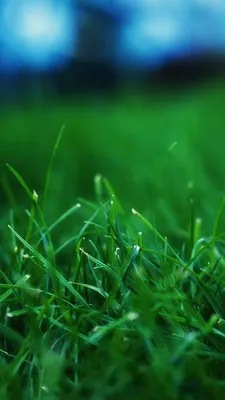 Free Download iPhone 5 HD Wallpapers 640x1136 | Grass wallpaper, Iphone 5s  wallpaper, Iphone 6 wallpaper