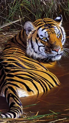 Tiger Wallpaper 4K, Big cats, Paint, Pond