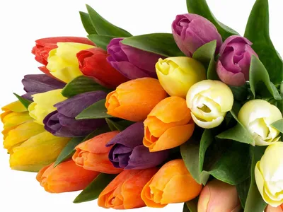8 марта, букет тюльпанов | Букет, Тюльпаны, Открытки
