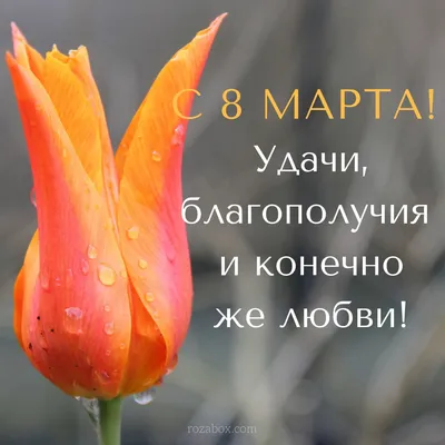 Крупные и красивые приморские тюльпаны предлагают подарить сахалинским  дамам на 8 Марта. Сахалин.Инфо
