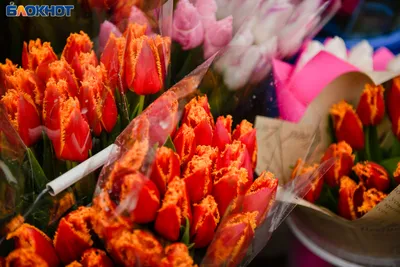 Крупные, красивые тюльпаны из премиум луковиц к 8 марта ✨ Мы НЕ продаём  короткие мелкие тюльпаны нестандарт🎯 предзаказ до 4 марта… | Instagram