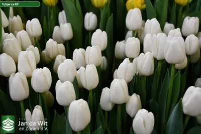 Букеты красивых тюльпанов на 8 марта - обои для рабочего стола, картинки,  фото