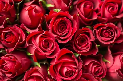 Обои на рабочий стол Красные розы на белом фоне и поздравление с 8 Марта,  обои для рабочего стола, скачать обои, обои бесплатно