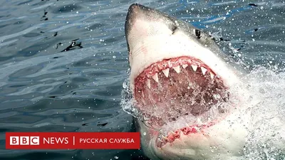 Челюсти-2019: почему акулы на самом деле нападают на людей? - BBC News  Русская служба