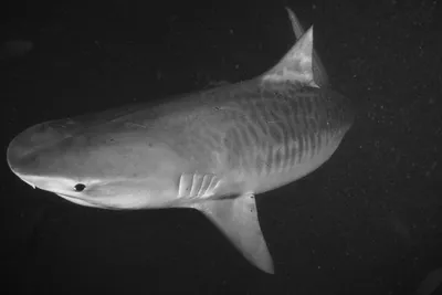 Shark: The Queen of Fish | Interesting facts about sharks - YouTube