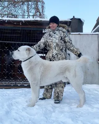 Алабай — описание породы собаки от А до Я