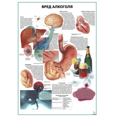 Вред алкоголя на организм — Частное учреждение здравоохранения \"Больница  \"РЖД-Медицина\" имени К.Э.Циолковского города Калуга\"
