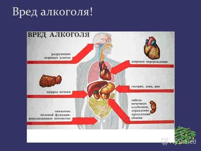 Вред-Алкоголя и его польза. | Наука и Факты | Дзен