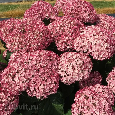 Купить Гортензия древовидная Аннабель Hydrangea arborescens Annabelle - в  питомнике Флорини