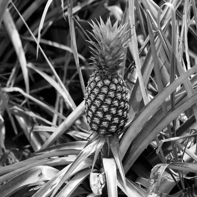 Половинки свежего ананаса на белом фоне :: Стоковая фотография ::  Pixel-Shot Studio