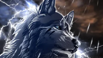 Anime Wolf's Rain HD Wallpaper