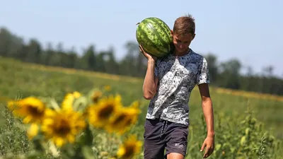 Турецкий специалист о пользе арбуза и арбузных семечек - 29.06.2023,  Sputnik Азербайджан