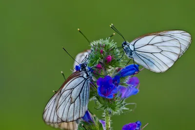 Wiki Nature - Greta oto — вид бабочек из семейства... | Facebook