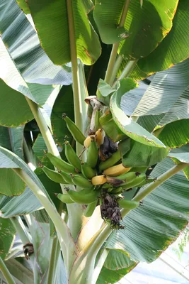 Банан – описание, виды и сорта, выращивание, польза, фото.
