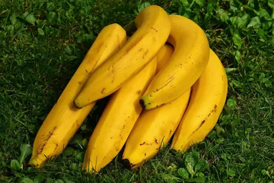 Искусственный фрукт - банан , муляж банана ( 18 см ) (ID#472520607), цена:  30 ₴, купить на Prom.ua