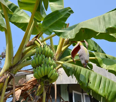 Чтобы бананы не чернели: 2 рабочих лайфхака, как хранить зеленые и спелые  плоды - Последние новости - Идеи