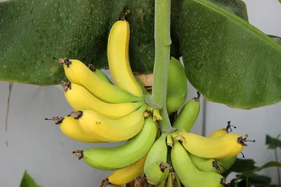 Веселый банан картинки - 69 фото