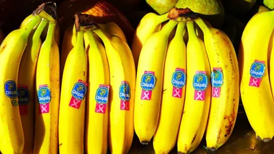 Генные инженеры спасут человечество от исчезновения бананов