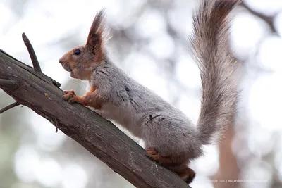 Белка обыкновенная (Sciurus vulgaris) — Зоопарк «Лимпопо» г. Нижний  Новгород – Нижегородский зоопарк