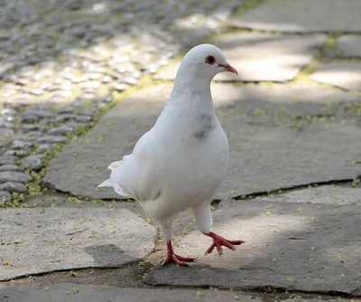 Белый голубь — Фото №1429654