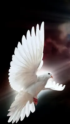 Белый голубь в полете (69 фото) | Beautiful birds, Dove pictures, Wings  wallpaper