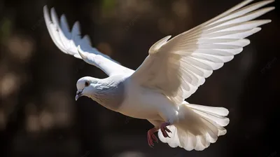 Белый голубь в женских руках Стоковое Изображение - изображение  насчитывающей просто, торжество: 37796423