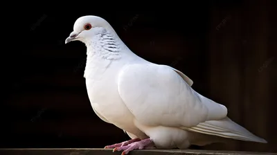 Белый голубь летая стоковое фото. изображение насчитывающей невиновность -  32741384