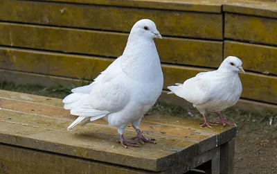 Белый голубь в городе. стоковое изображение. изображение насчитывающей  вихрун - 187356807