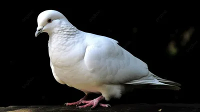 Белый голубь с чубчиком. фотография Stock | Adobe Stock