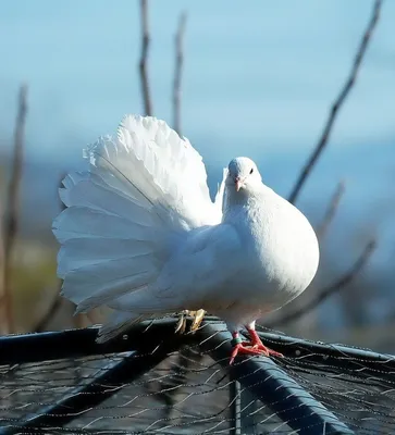 Красивый белый голубь полете, …» — создано в Шедевруме