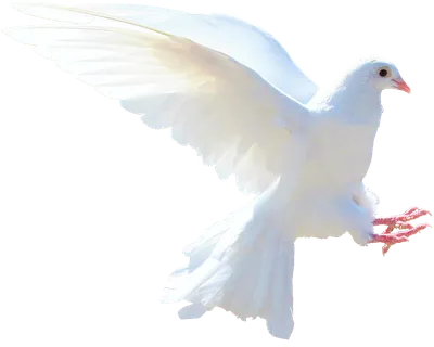 Изолированный Белый Голубь Природа - Бесплатное фото на Pixabay - Pixabay