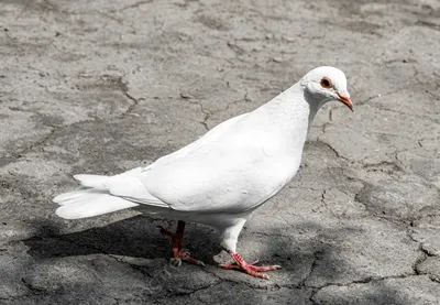 красивый белый голубь стоит на руке Стоковое Фото - изображение  насчитывающей пол, естественно: 219466418