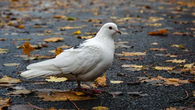 изолированный голубь на белом фоне PNG , голубь, птица, белый голубь PNG  картинки и пнг PSD рисунок для бесплатной загрузки