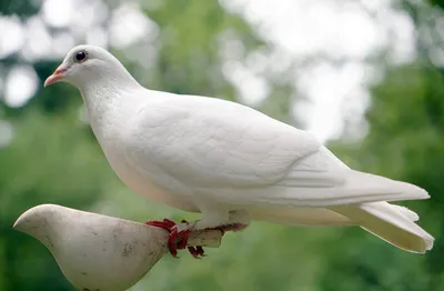 Картинка Белый голубь на синем небе » Голуби » Птицы » Животные » Картинки  24 - скачать картинки бесплатно